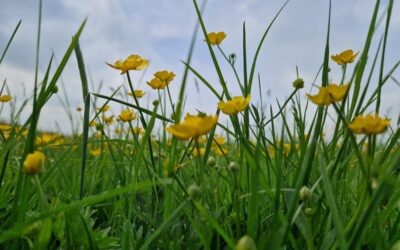 Kruidenrijk grasland in het veenweidegebied