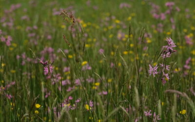 Veldkennisbijeenkomst Water, weidevogels en een goed biotoop