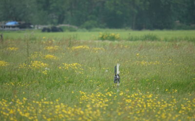 Veldkennisbijeenkomst over Beheermonitoring en Predatiemonitoring