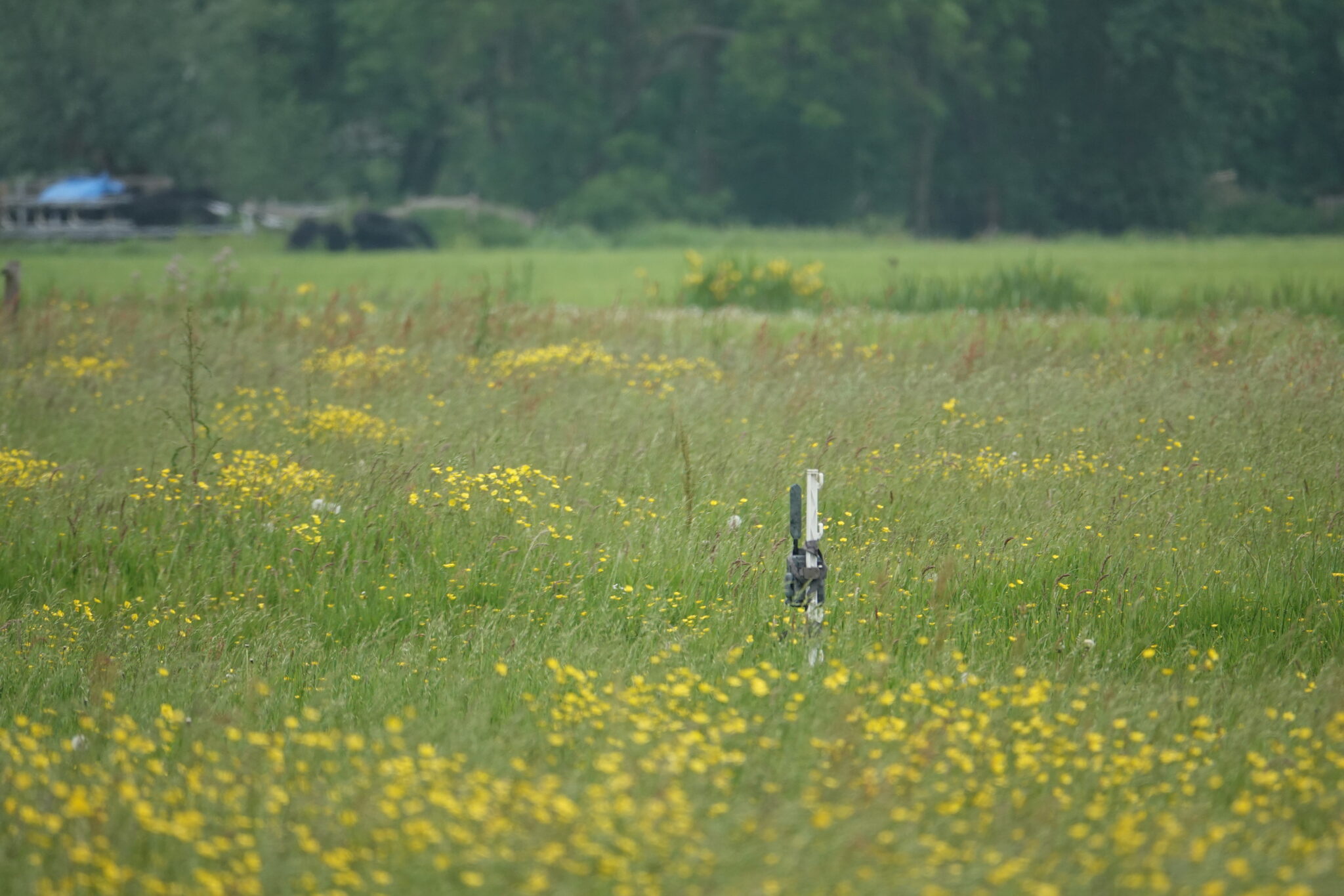 camera onderzoek weidevogels predatie