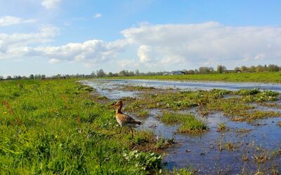 Veldkennisbijeenkomst Water en Weidevogels 14 mei